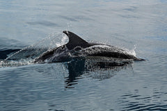 Spey Bay and the WDC Scottish Dolphin Centre